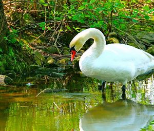 Preview wallpaper swan, river, grass, beautiful, white