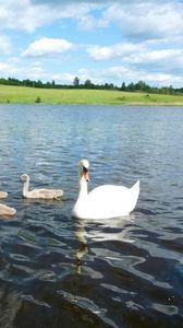 Preview wallpaper swan, river, summer, bird