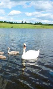 Preview wallpaper swan, river, summer, bird