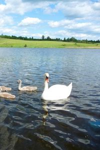 Preview wallpaper swan, river, summer, bird