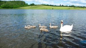 Preview wallpaper swan, river, summer, bird