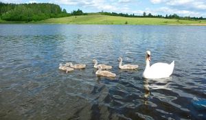 Preview wallpaper swan, river, summer, bird