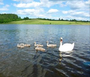 Preview wallpaper swan, river, summer, bird