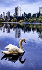 Preview wallpaper swan, sea, beach, town