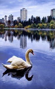 Preview wallpaper swan, sea, beach, town