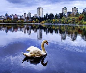 Preview wallpaper swan, sea, beach, town