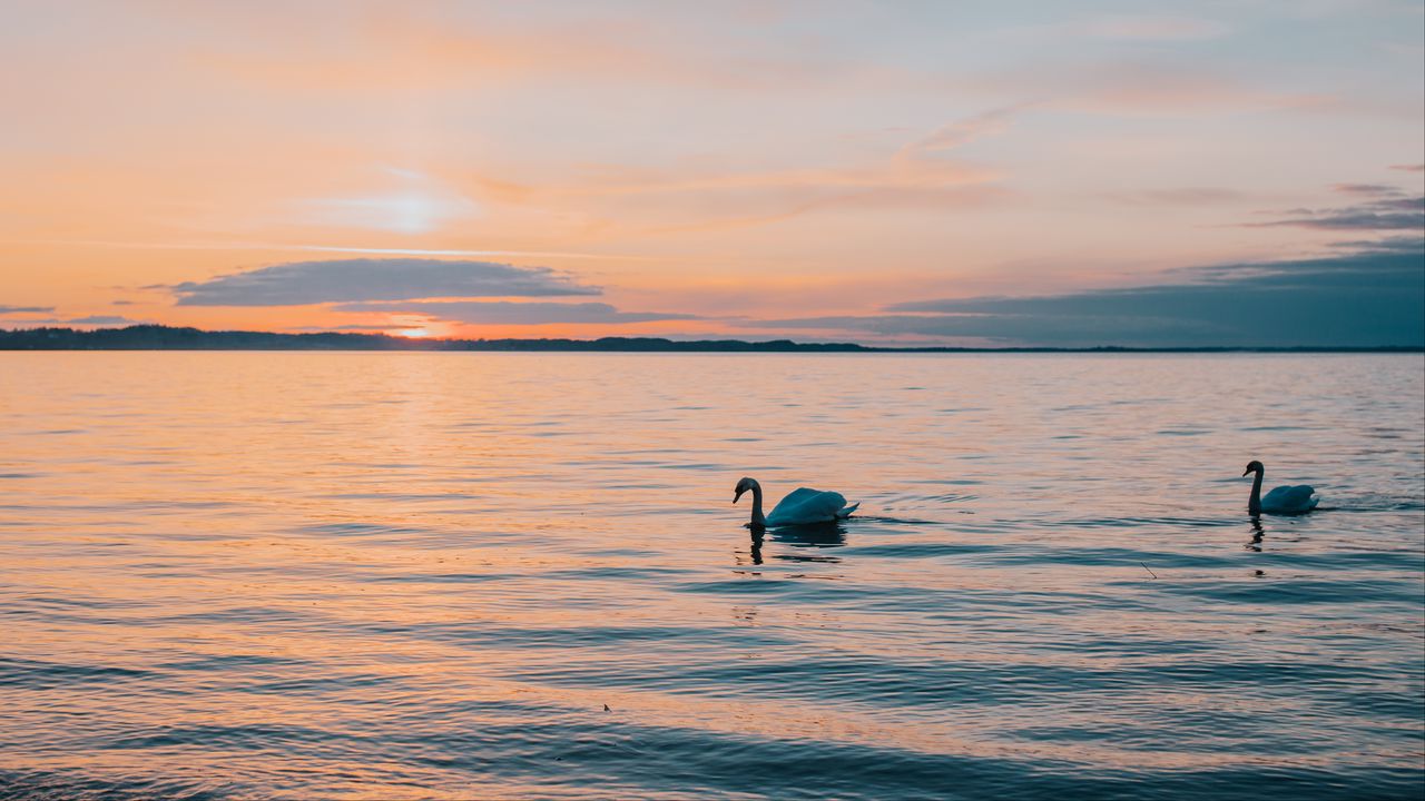Wallpaper swan, sea, horizon, evening