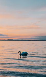 Preview wallpaper swan, sea, horizon, evening
