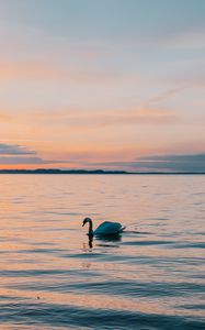 Preview wallpaper swan, sea, horizon, evening