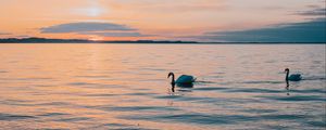 Preview wallpaper swan, sea, horizon, evening