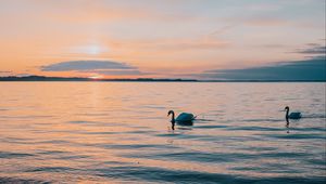 Preview wallpaper swan, sea, horizon, evening