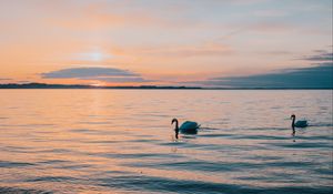 Preview wallpaper swan, sea, horizon, evening