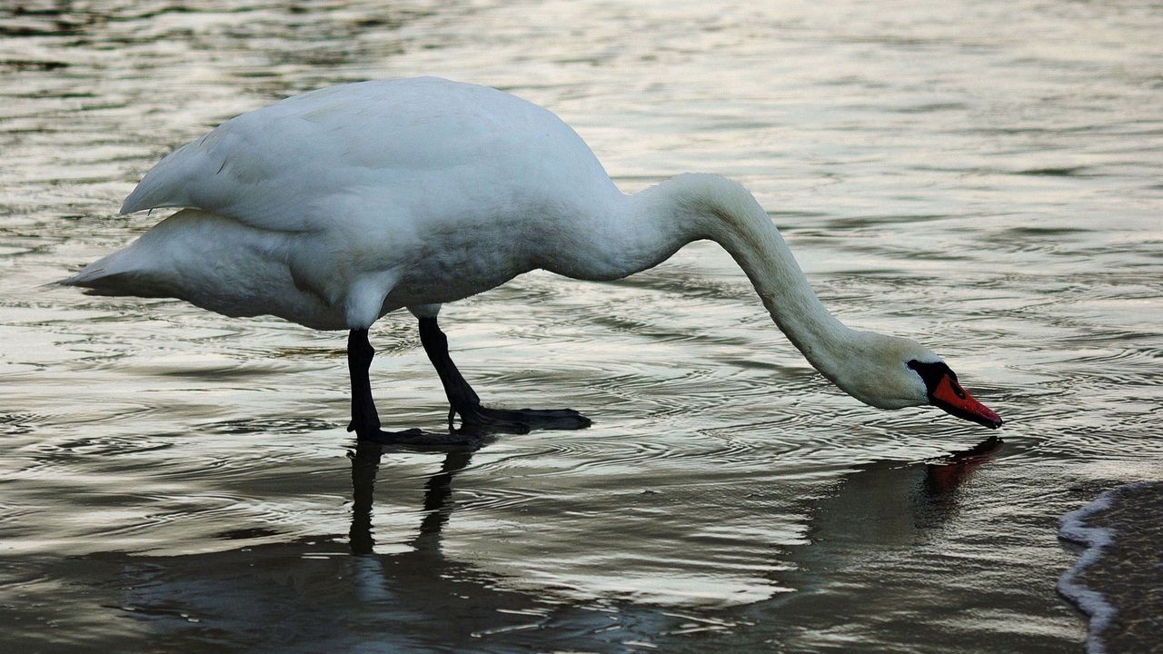 Wallpaper swan, shore, ripples, water, neck