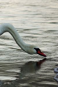 Preview wallpaper swan, shore, ripples, water, neck