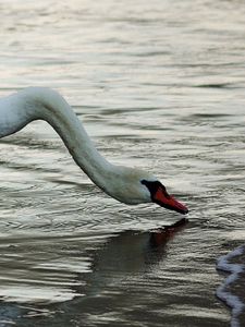 Preview wallpaper swan, shore, ripples, water, neck