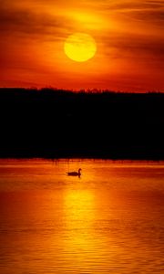Preview wallpaper swan, sun, sunset, water