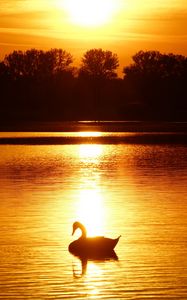 Preview wallpaper swan, sunset, pond, trees, horizon