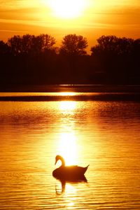 Preview wallpaper swan, sunset, pond, trees, horizon