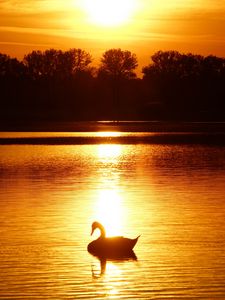 Preview wallpaper swan, sunset, pond, trees, horizon