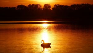 Preview wallpaper swan, sunset, pond, trees, horizon