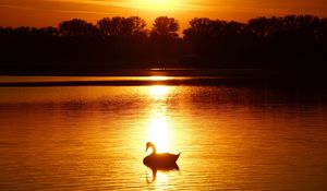 Preview wallpaper swan, sunset, pond, trees, horizon