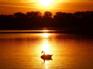 Preview wallpaper swan, sunset, pond, trees, horizon