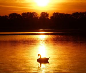 Preview wallpaper swan, sunset, pond, trees, horizon