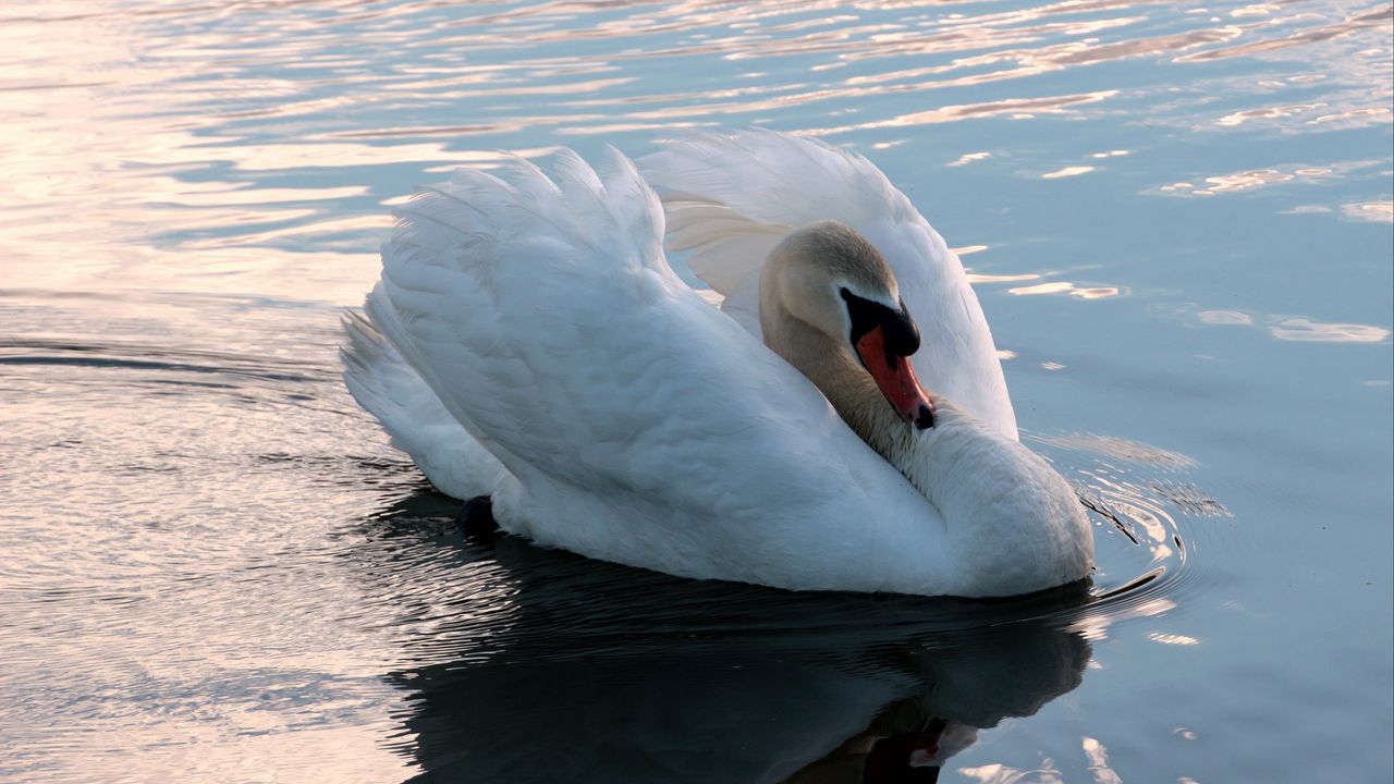 Wallpaper swan, swim, bird, water