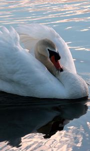 Preview wallpaper swan, swim, bird, water