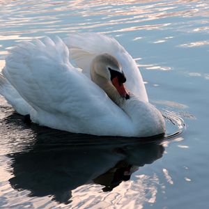 Preview wallpaper swan, swim, bird, water