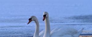 Preview wallpaper swan, swim, winter