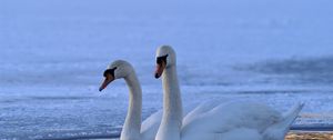 Preview wallpaper swan, swim, winter