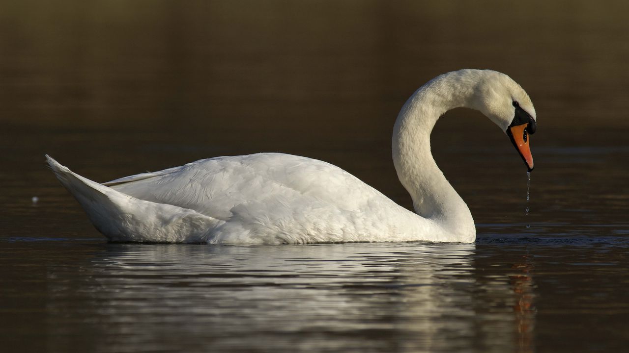 Wallpaper swan, water, bird
