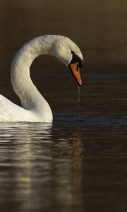 Preview wallpaper swan, water, bird