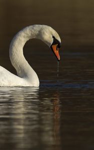 Preview wallpaper swan, water, bird