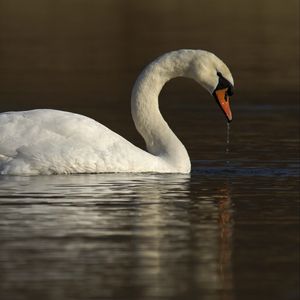 Preview wallpaper swan, water, bird