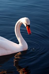 Preview wallpaper swan, water, feathers, swimming