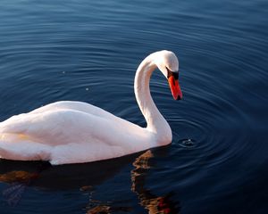 Preview wallpaper swan, water, feathers, swimming
