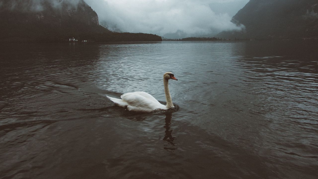 Wallpaper swan, water, fog