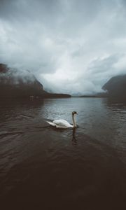 Preview wallpaper swan, water, fog