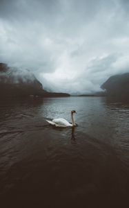 Preview wallpaper swan, water, fog