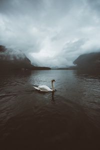 Preview wallpaper swan, water, fog