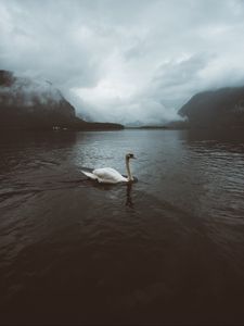 Preview wallpaper swan, water, fog