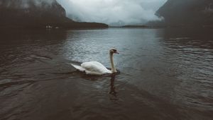 Preview wallpaper swan, water, fog