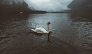 Preview wallpaper swan, water, fog