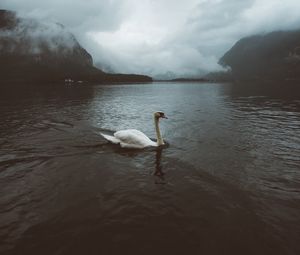 Preview wallpaper swan, water, fog