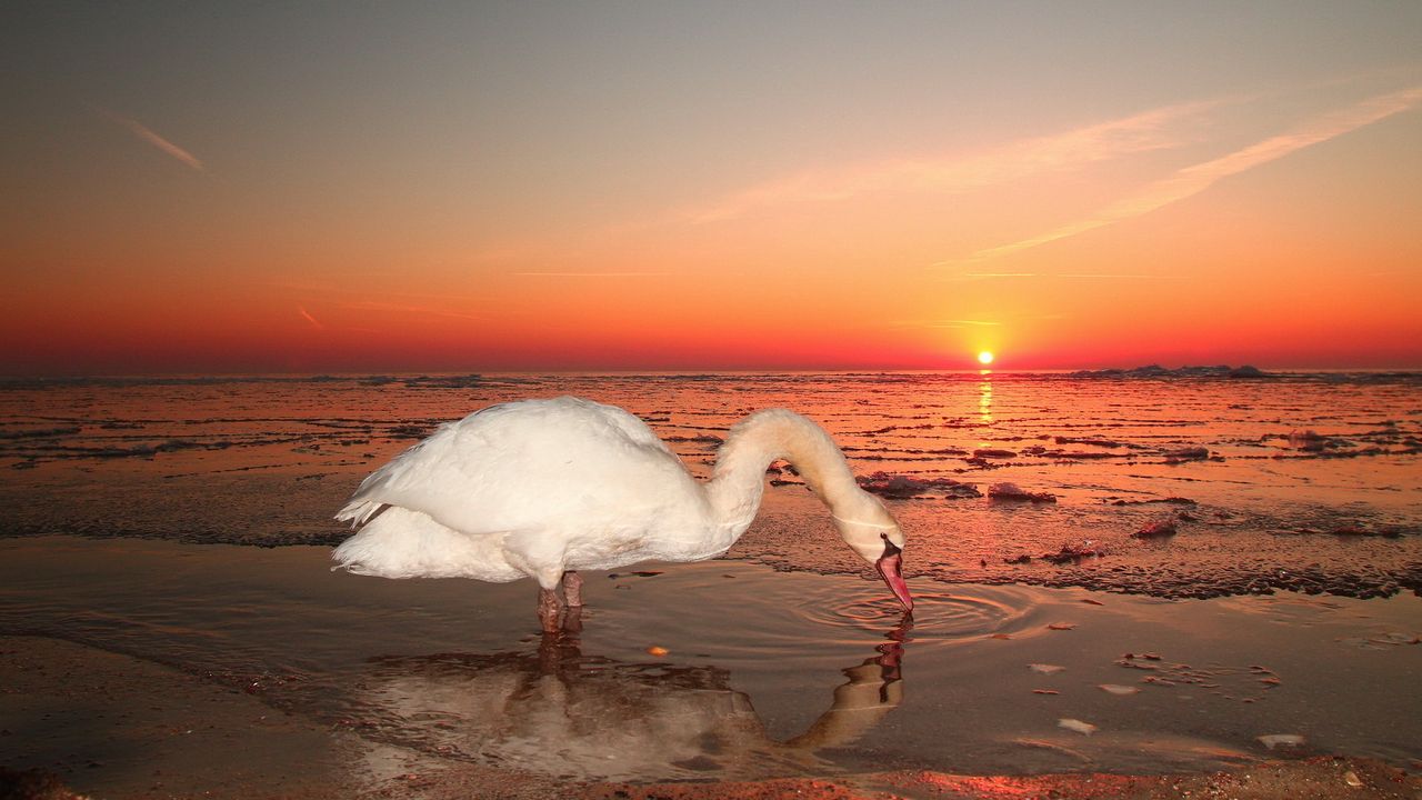 Wallpaper swan, water, sunset, sky, bird
