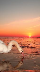 Preview wallpaper swan, water, sunset, sky, bird