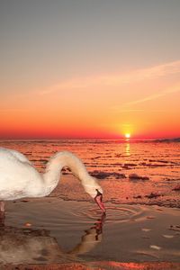 Preview wallpaper swan, water, sunset, sky, bird