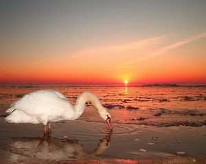 Preview wallpaper swan, water, sunset, sky, bird